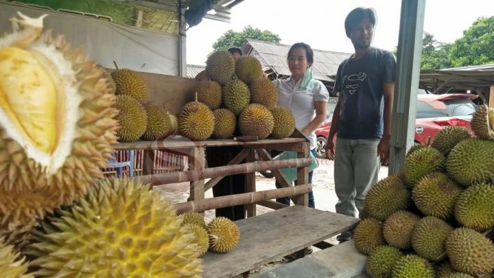 Covid-19 Mulai Jinak, Optimis Pedagang Durian Mulai Menggeliat